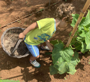 garden 2